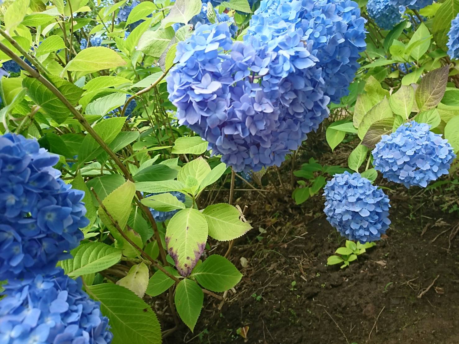 自然ハートギャラリーはこちら♡